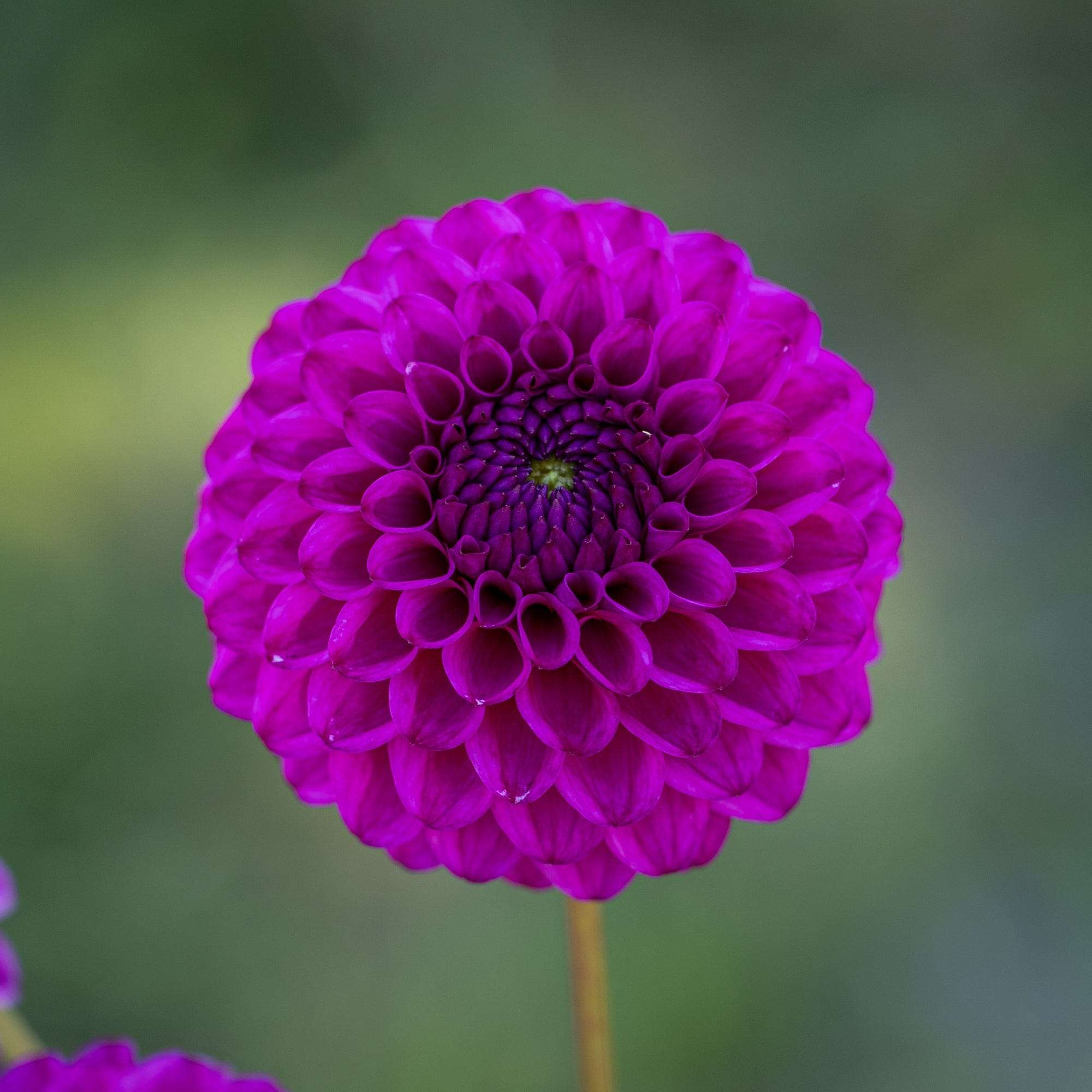 Dahlia 'Cryfield Harmony'